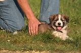 BORDER COLLIE 015